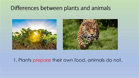 plants are similar to animals because both groups include